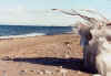 GMSuperiorShoreIceBranch.jpg (169626 bytes)