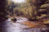 RapidRiverFallenTrees.jpg (263780 bytes)
